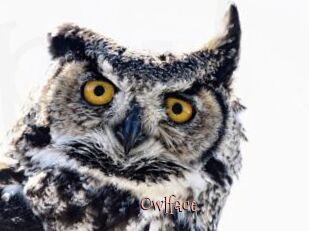 Owlface